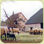 Barns and Sheep