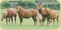 Suffolk Horses