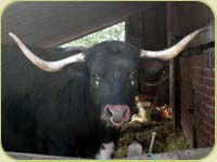 Longhorn Bull