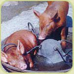 piglets