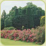 Yew Lawn
